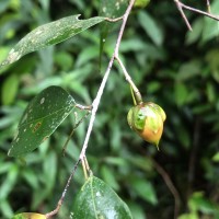 Balanocarpus kitulgallensis Kosterm.